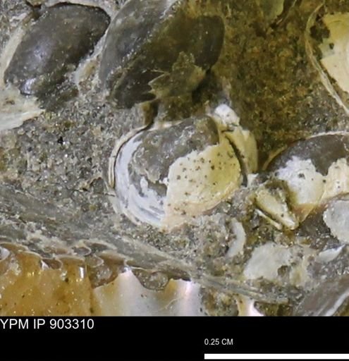 Corbulamella sp.