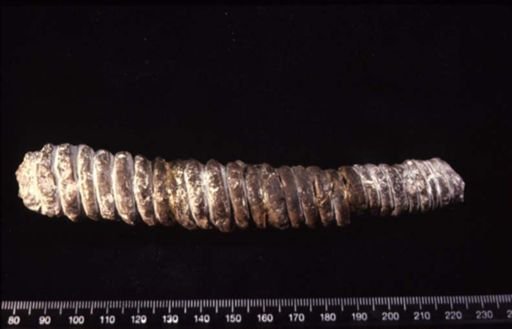Actinoceras infelix?