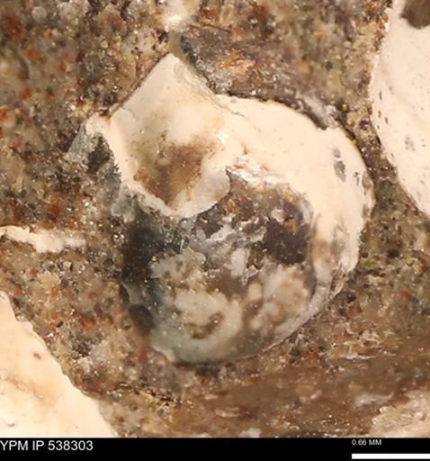 Corbulamella gregaria