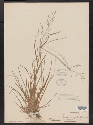 Poa alsodes