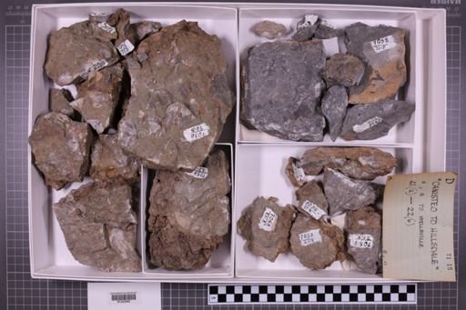 mixed taxa, stratigraphic collection