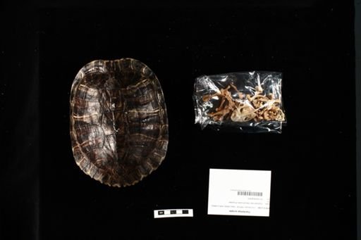 Trachemys scripta