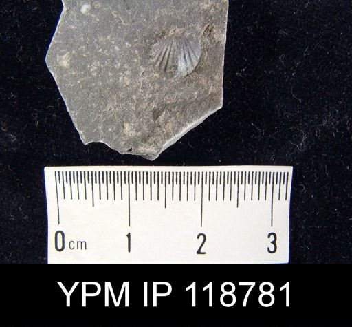 Anoplotheca hemispherica