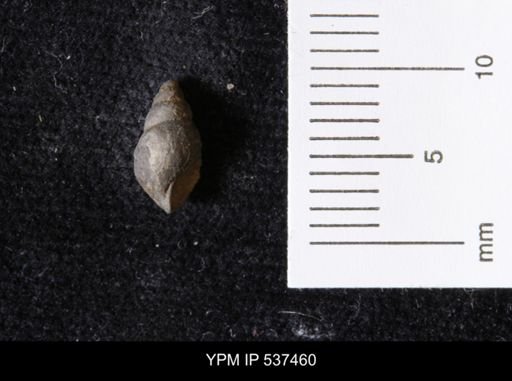 Goniobasis ortmanni