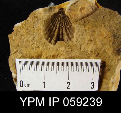 Leptocoelia flabellites