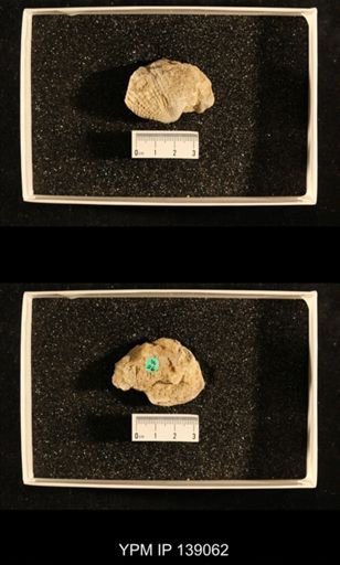 Productus (Dictyoclostus) indicus