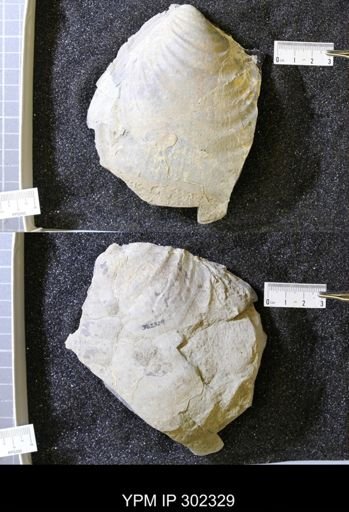 Inoceramus sp.