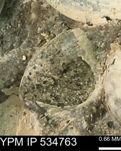 Protocardia subquadrata