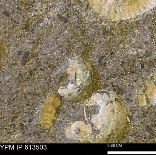 Scaphites sp.