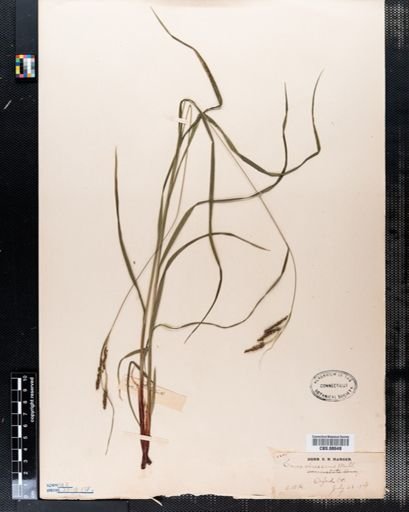 Carex virescens