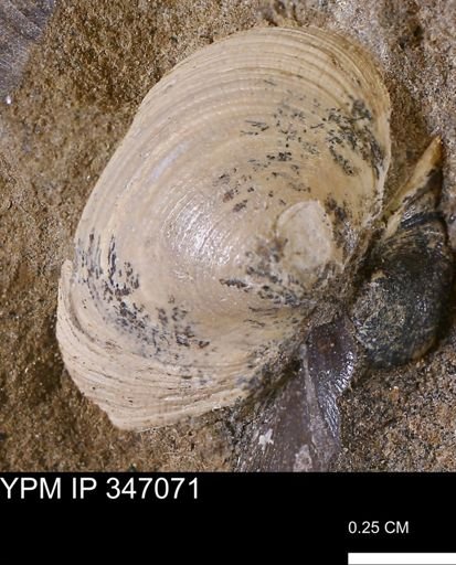 Limopsis striatopunctatus