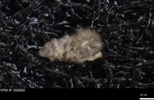 undet. Foraminiferida