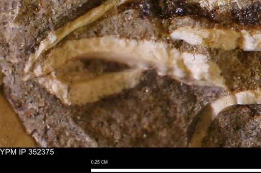 undet. Mollusca