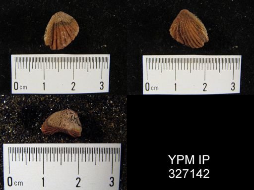 Camarotoechia sp.