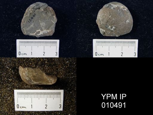 Linoproductus cora