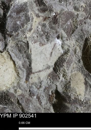 undet. Bivalvia