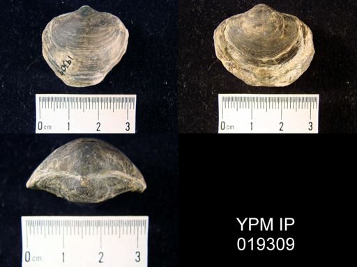 Athyris spiriferoides