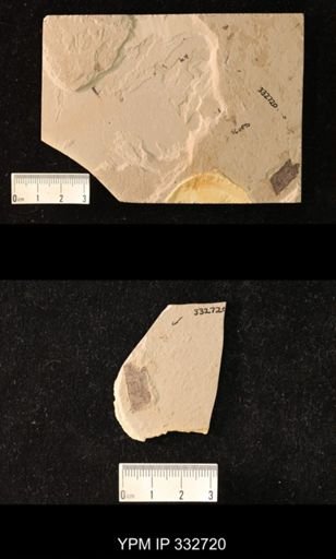 undet. Hymenoptera