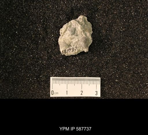 Brachyprion anticostiense