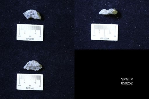 Collignoniceras sp.