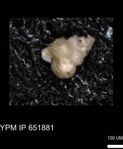 undet. Heterohelicidae