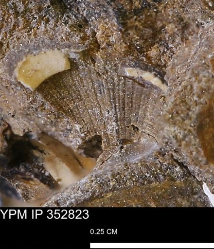 Parallelodon (Cosmetodon) sp.