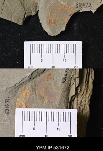 Chauvelicystis sp.