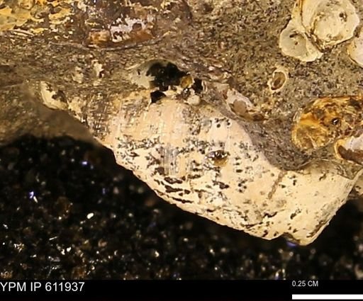 undet. Bivalvia