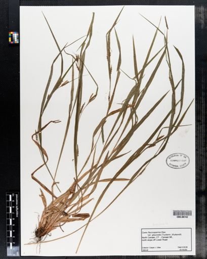Carex flaccosperma