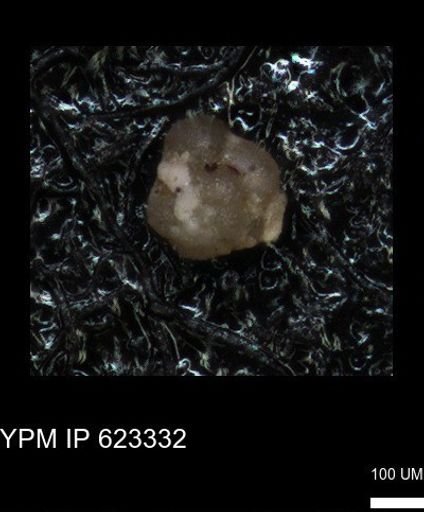 undet. Foraminiferida