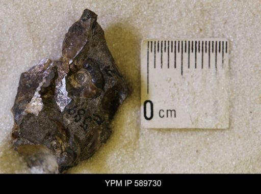 Hoploscaphites nicolletii