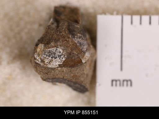 Parallelodon (Cosmetodon) sulcatinus