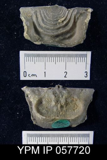 Leptaena rhomboidalis