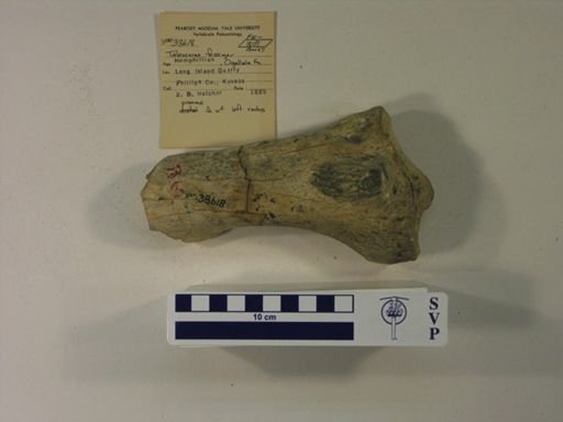 Teleoceras fossiger