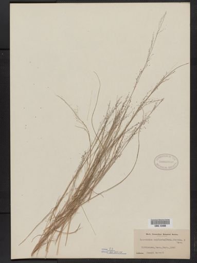 Muhlenbergia uniflora