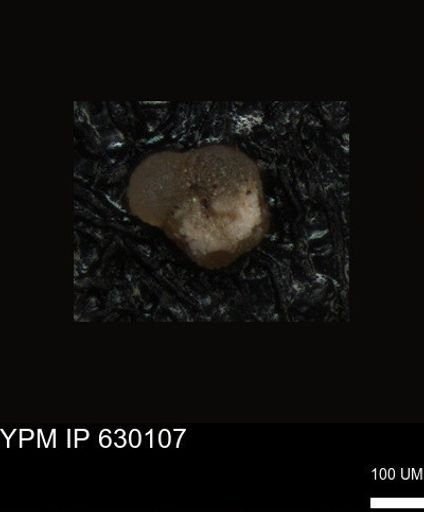 undet. Foraminiferida