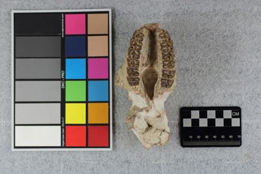 Mesohippus bairdi