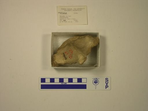 Mylodon harlani