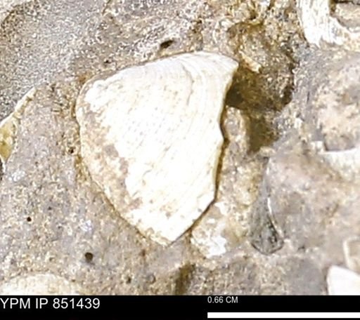 Limopsis striatopunctatus
