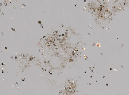 Dysidea sp.
