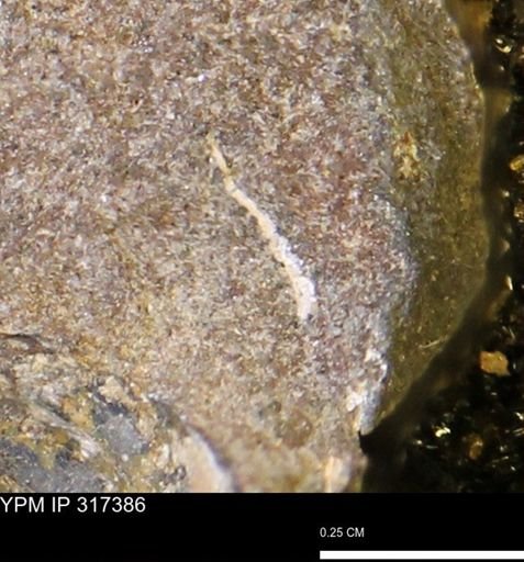 undet. Mollusca