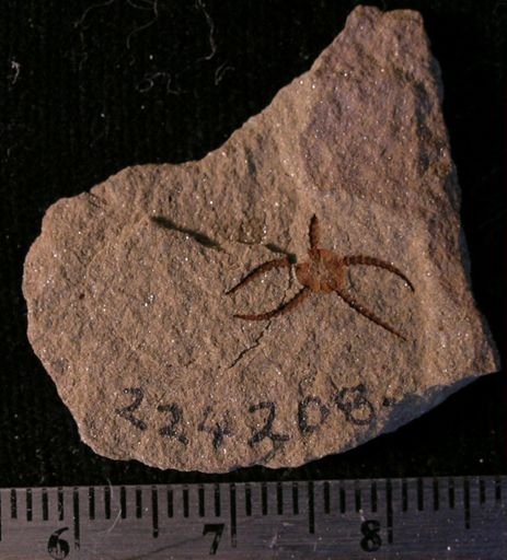 Stephanoura belgica