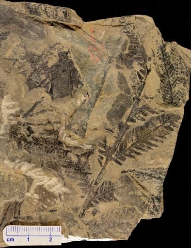 Calcaropteris boeselii