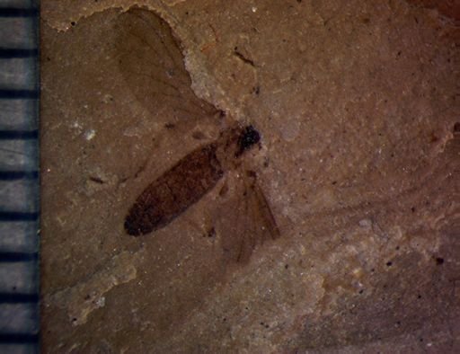 undet. Bibionidae