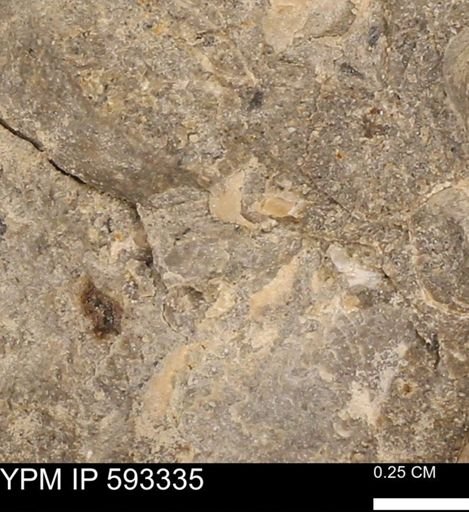 undet. Bivalvia