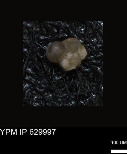 undet. Foraminiferida