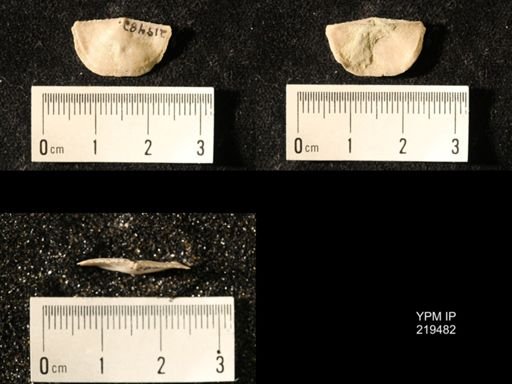 Chonetes granulifer