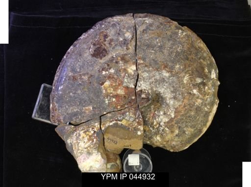 Sphenodiscus lenticularis