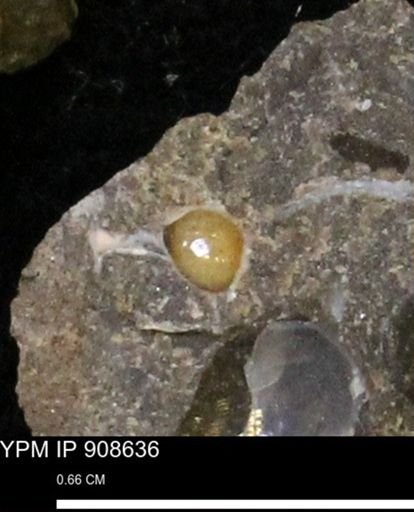 undet. Gastropoda