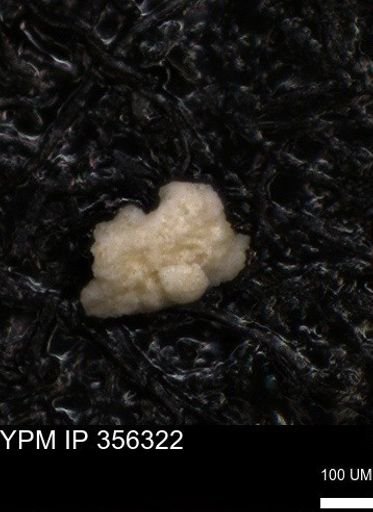 undet. Foraminiferida